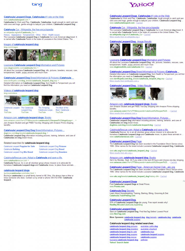 Bing Yahoo Search - Catahoula Leopard Dog