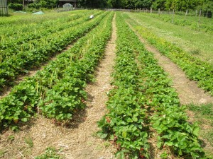 Vermont Garden Rows