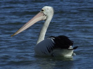 Google Pelican