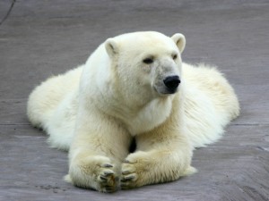 Google Polar Bear