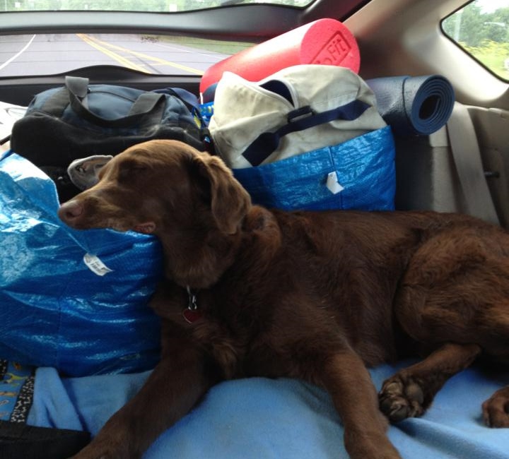 Tired Chesapeake Bay Retriever